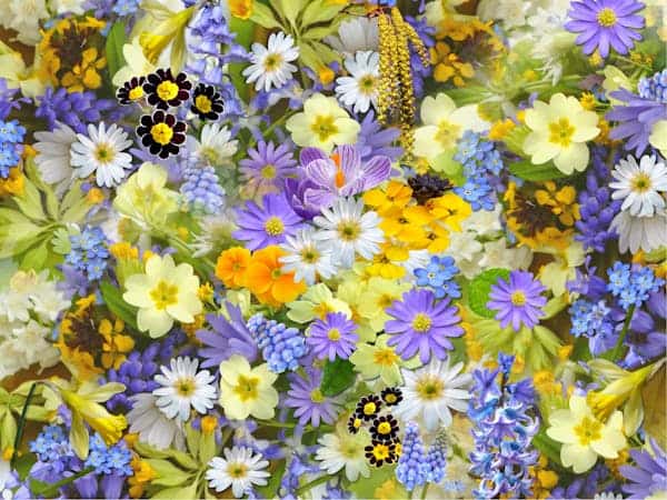 spring-flowers-flowers-collage-floral-68507