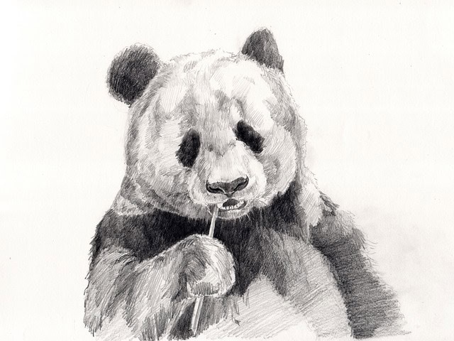 panda-sketch-black-and-white-realistic.